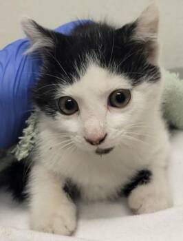 Patience -  Domestic Short Hair Cat for Adoption in Eugene, Oregon - Patience | PetCurious