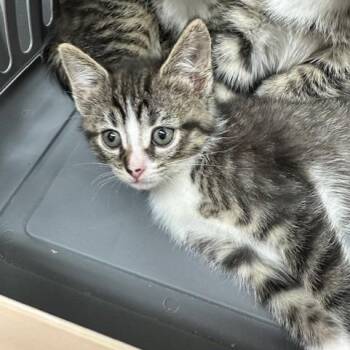 Domestic Short Hair Cats Available for Adoption - Penelope | PetCurious