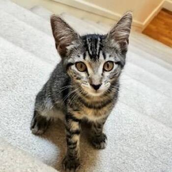 Honey -  Domestic Short Hair Cat for Adoption in Renton, Washington - Honey | PetCurious