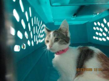 Calli(608) -  Domestic Medium Hair Cat for Adoption in Marietta, Georgia - Calli(608) | PetCurious