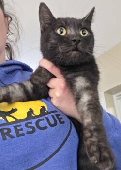 Rescue Domestic Short Hair Cats for Adoption in Clymer, Pennsylvania - Smoke | PetCurious