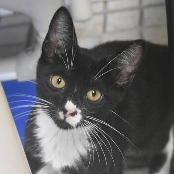 Mallard -  Domestic Short Hair Cat for Adoption in St. Petersburg, Florida - Mallard | PetCurious