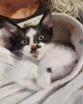 Jaga -  Domestic Short Hair Cat for Adoption in Warner Robins, Georgia - Jaga | PetCurious