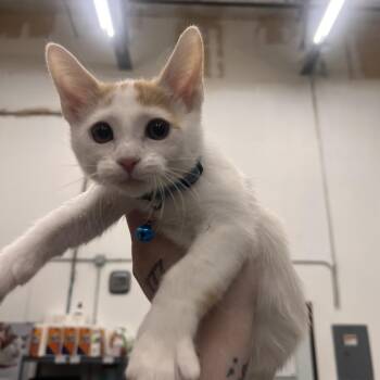 Dewey -  Domestic Short Hair Cat for Adoption in Las Vegas, Nevada - Dewey | PetCurious