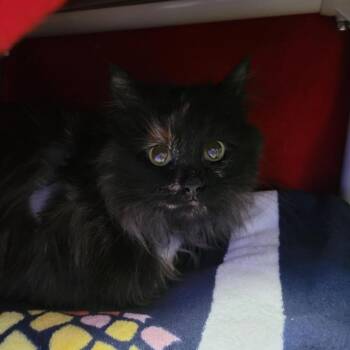 Domestic Short Hair Cats Available for Adoption - Deedee | PetCurious