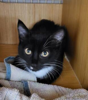 LYCHEE -  Domestic Short Hair Cat for Adoption in Broomfield, Colorado - LYCHEE | PetCurious