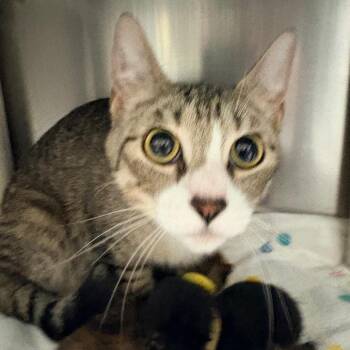 Rose -  Domestic Short Hair Cat for Adoption in Concord, North Carolina - Rose | PetCurious