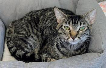 Pepper 26 / Cayenne -  Domestic Short Hair Cat Available for Adoption in Youngtown, Arizona - Pepper 26 / Cayenne | PetCurious