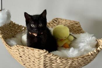 Elena -  Domestic Short Hair Cat for Adoption in North Babylon, New York - Elena | PetCurious