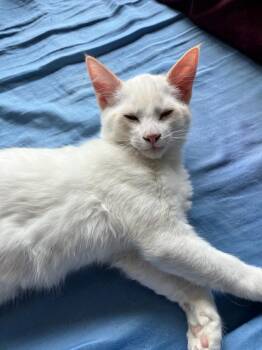 Marshmallow -  Domestic Short Hair Cat for Adoption in Castro Valley, California - Marshmallow | PetCurious