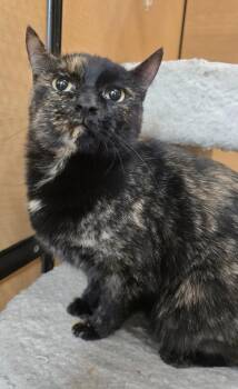 Teeny Tiny -  Domestic Short Hair Cat for Adoption in Rowlett, Texas - Teeny Tiny | PetCurious