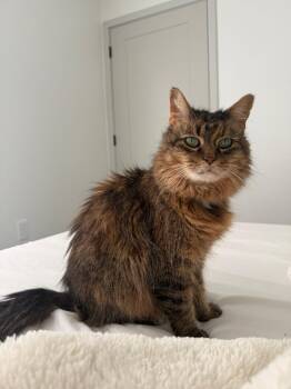 Domestic Long Hair Cats Available for Adoption in Minneapolis, Minnesota - Misty | PetCurious