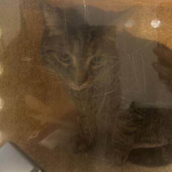 Domestic Short Hair Cats Available for Adoption in Philadelphia, Pennsylvania - Callie | PetCurious