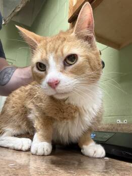 Domestic Short Hair Cats Available for Adoption - OLIVER | PetCurious