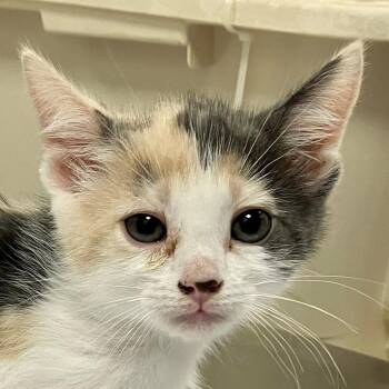 Domestic Short Hair Cats Available for Adoption in Las Cruces, New Mexico - Mafia | PetCurious