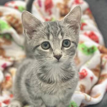 Winston -  Domestic Short Hair Cat for Adoption in Pontiac, Michigan - Winston | PetCurious
