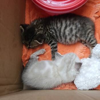 Rescue Domestic Short Hair Cats for Adoption in Carroll, Iowa - Ying | PetCurious