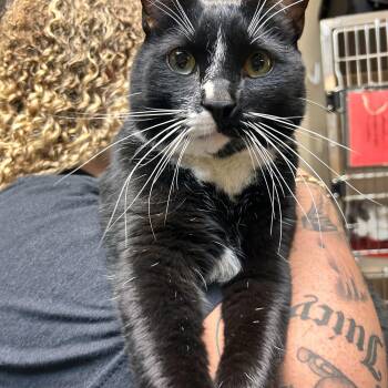 Yang -  Domestic Short Hair Cat for Adoption in Myerstown, Pennsylvania - Yang | PetCurious