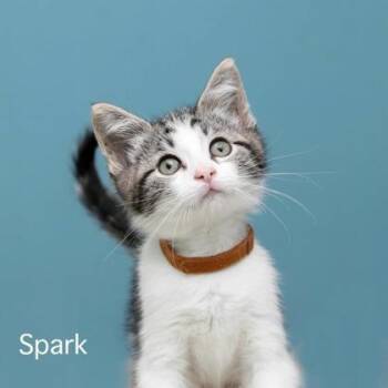 Spark -  Domestic Medium Hair and Domestic Short Hair Cat for Adoption in Parma, Ohio - Spark | PetCurious