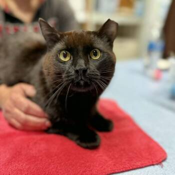 Domestic Short Hair Cats Available for Adoption in Martinsville, Indiana - Paddington | PetCurious