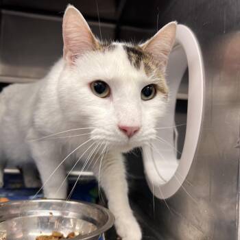 Domestic Short Hair Cats Available for Adoption - Steve | PetCurious