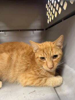 BENNY -  Domestic Short Hair Cat for Adoption in Fort Myers, Florida - BENNY | PetCurious