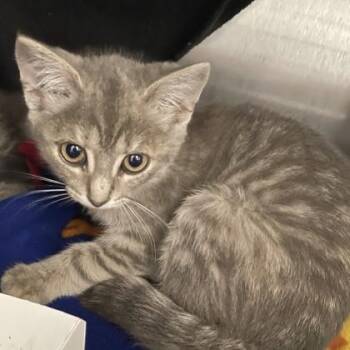 Macarena (Bashful Buddy) -  Domestic Short Hair Cat for Adoption in Wheaton, Illinois - Macarena (Bashful Buddy) | PetCurious