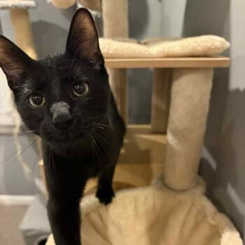 Rescue Domestic Short Hair Cats for Adoption in Royal Oak, Michigan - Butterfinger | PetCurious