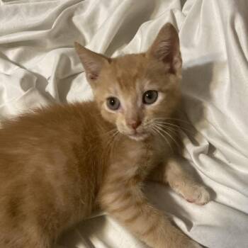 Lion Dyal-SD -  Domestic Short Hair Cat Available for Adoption in Tallahassee, Florida - Lion Dyal-SD | PetCurious