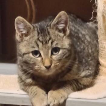 Domestic Short Hair Cats Available for Adoption - Milano | PetCurious