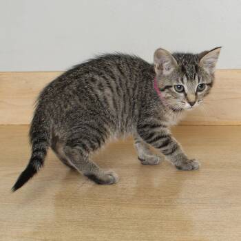 Domestic Short Hair Cats Available for Adoption in Minnetonka, Minnesota - Termite C69045 | PetCurious