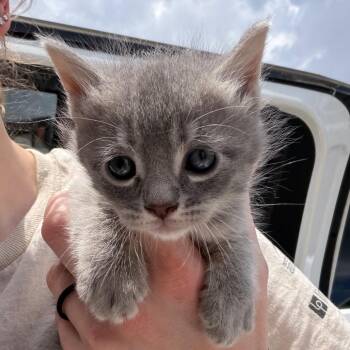 Domestic Medium Hair and Domestic Short Hair Cats Available for Adoption in Marshall, Texas - Bunny | PetCurious