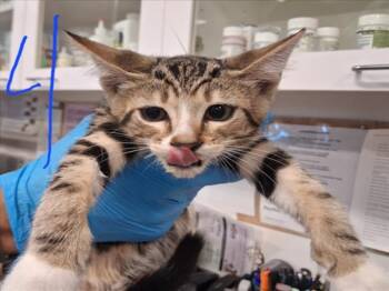 RADIO TOWER -  Domestic Short Hair Cat for Adoption in Santa Fe, New Mexico - RADIO TOWER | PetCurious