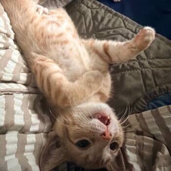 Pinto -  Domestic Short Hair Cat for Adoption in Houston, Texas - Pinto | PetCurious