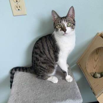 Hamish-at Petsmart Madison East -  Domestic Short Hair Cat for Adoption in Madison, Wisconsin - Hamish-at Petsmart Madison East | PetCurious
