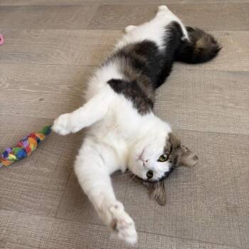 Miss Thang -  Domestic Short Hair Cat for Adoption - Miss Thang | PetCurious