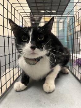 CLOUD -  Domestic Short Hair Cat for Adoption in Las Vegas, Nevada - CLOUD | PetCurious