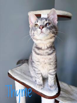Thyme -  Domestic Short Hair Cat for Adoption in Bethel, Ohio - Thyme | PetCurious