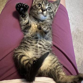 Mookie -  Domestic Short Hair Cat for Adoption in Salisbury, Massachusetts - Mookie | PetCurious