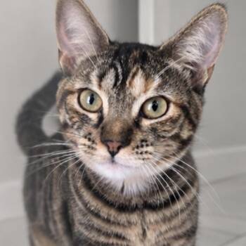Amelie -  Domestic Short Hair Cat for Adoption in Buffalo, New York - Amelie | PetCurious
