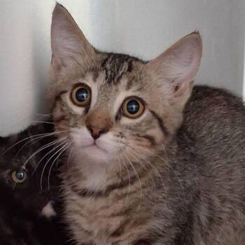 Conner -  Domestic Short Hair Cat for Adoption in Lake Havasu City, Arizona - Conner | PetCurious