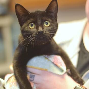 Lorraine -  Domestic Short Hair Cat for Adoption in Belleville, Illinois - Lorraine | PetCurious