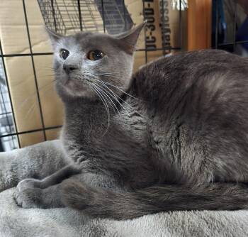 Domestic Short Hair Cats Available for Adoption - Hugo | PetCurious