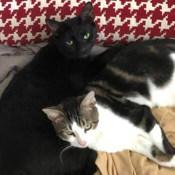 Rescue Domestic Short Hair and Tabby Cats for Adoption in Miami, Florida - Juni And Fraidy (Bonded Pair) | PetCurious