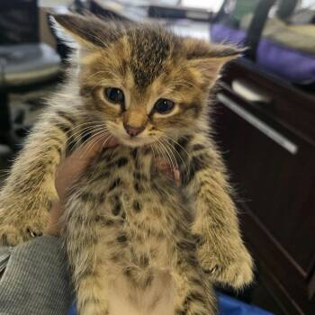 Domestic Short Hair Cats Available for Adoption in Branson, Missouri - Kit 1 | PetCurious