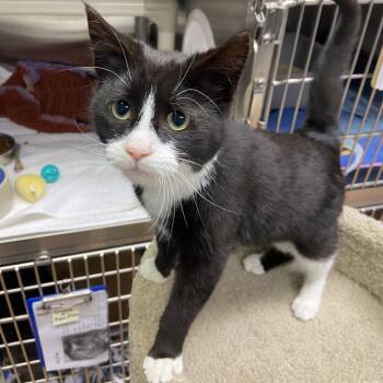 Ellie -  Domestic Short Hair Cat for Adoption in Wilmington, Delaware - Ellie | PetCurious