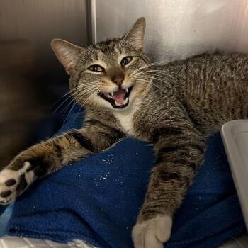 Domestic Short Hair Cats Available for Adoption in Baltimore, Maryland - Sherlock - Working Cat | PetCurious