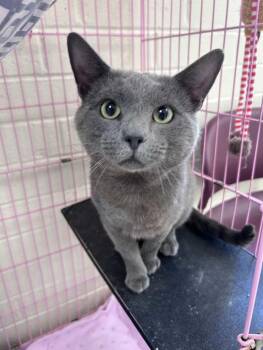 Blueford Eugene (Bluey) -  Domestic Short Hair and Russian Blue Cat for Adoption in Greensboro, North Carolina - Blueford Eugene (Bluey) | PetCurious