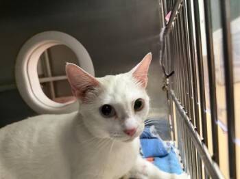 LUNA -  Domestic Short Hair Cat for Adoption in Chula Vista, California - LUNA | PetCurious