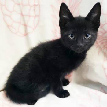 Emmett -  Domestic Short Hair Cat for Adoption in Mt. Juliet, Tennessee - Emmett | PetCurious